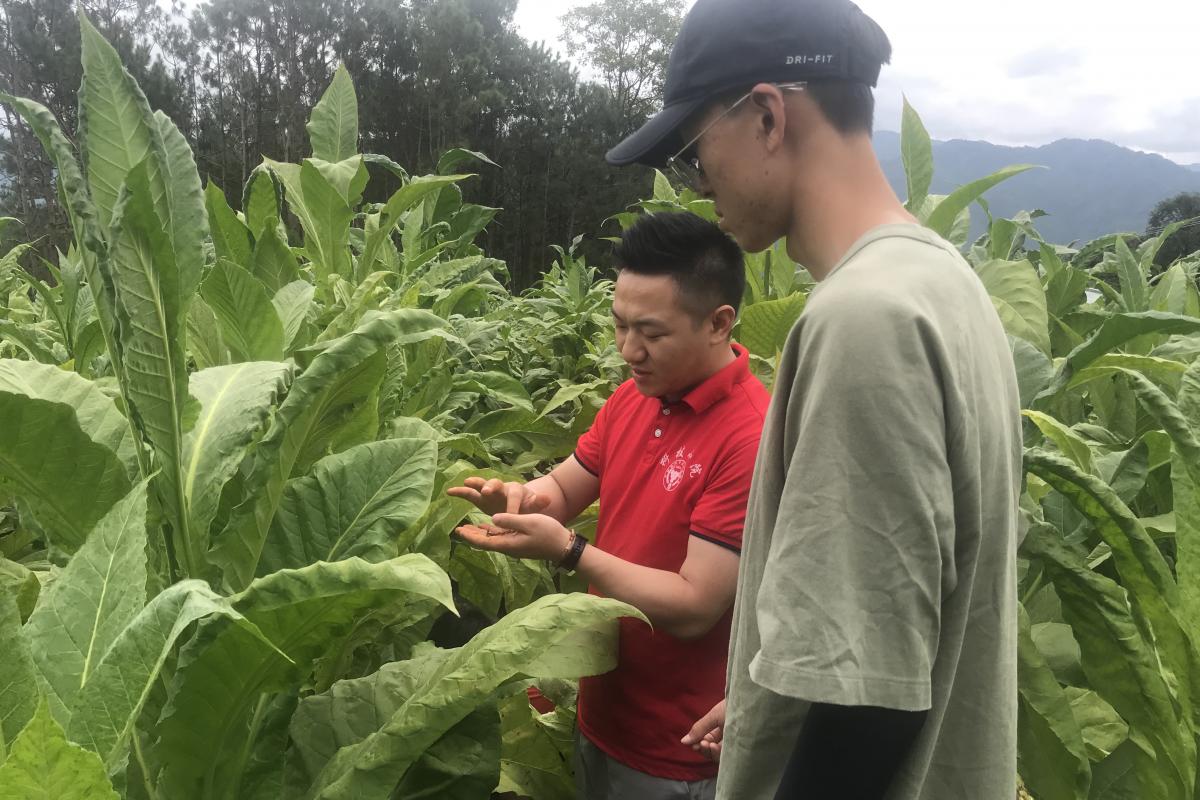 图2  益门基地单元田间病害调查.jpg