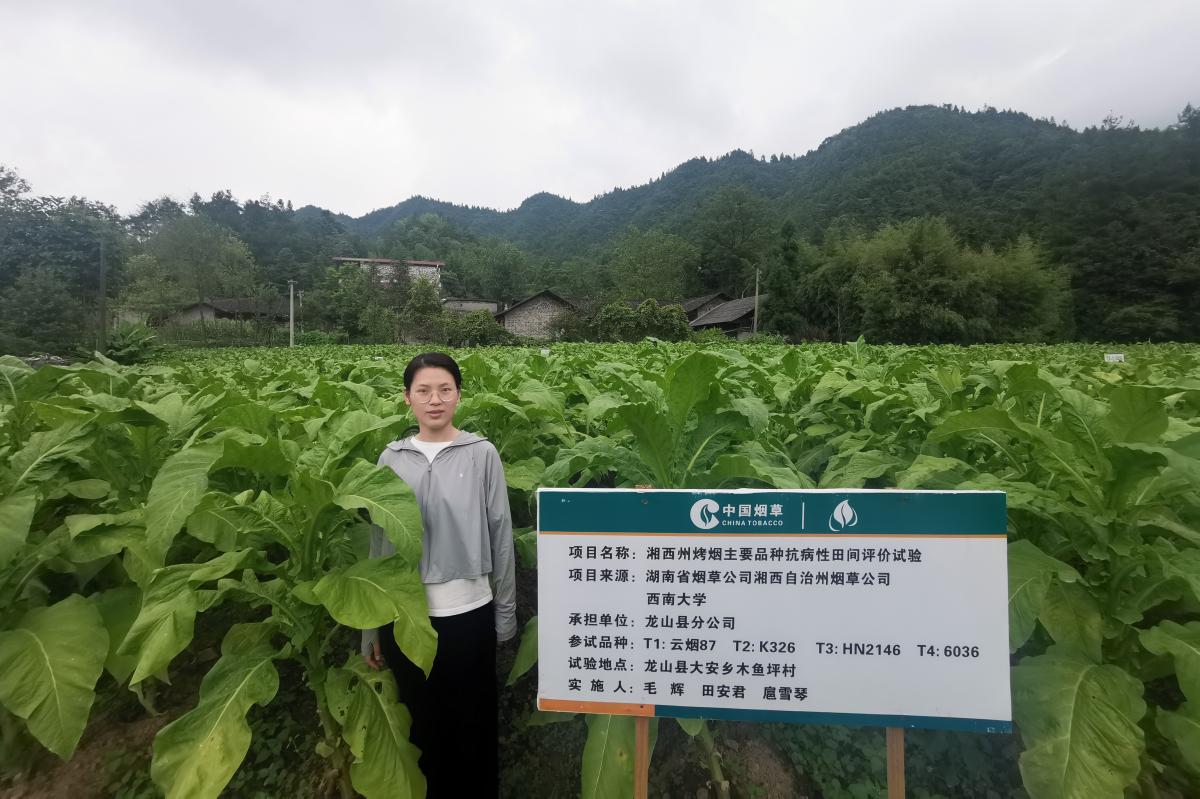 图1  品种试验地烟株长势.jpg