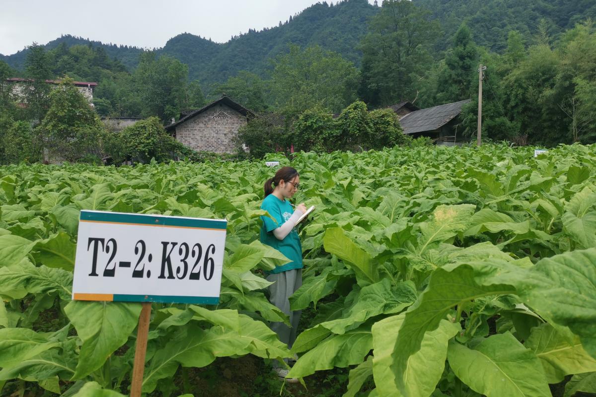 图2  研究人员调查病害发生情况.jpg