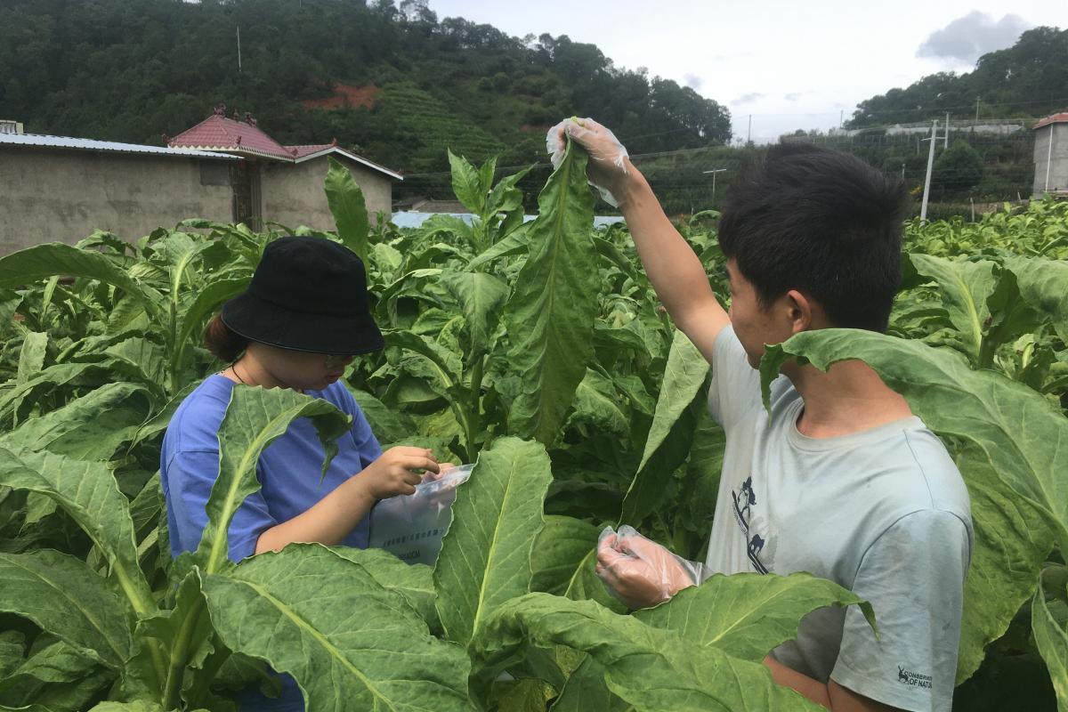 图4  田间烟叶样品采集.jpg