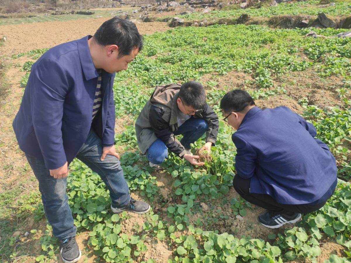 重庆健康栽培及土壤保育项目组前往酉阳烟草示范点采取基础土样