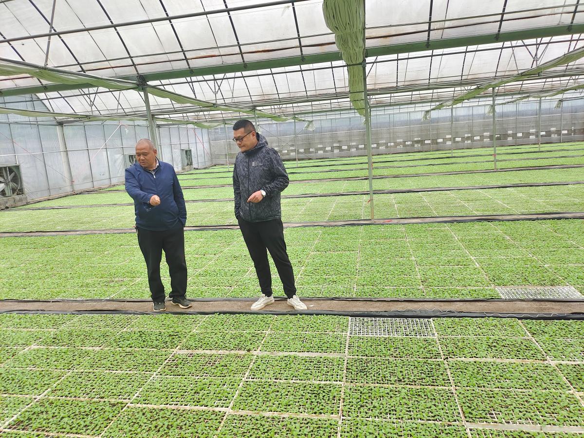 西南大学烟草植保团队酉阳苍岭驻点成员前往苍岭烟草育苗棚考察交流