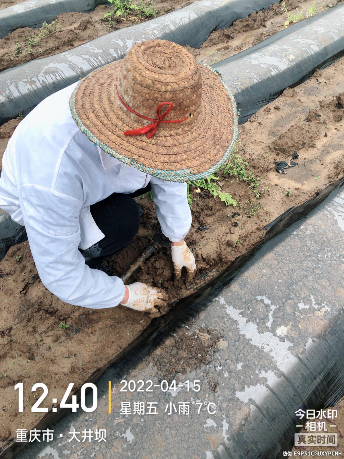 西南大学烟草植保团队前往黔江水市、邻鄂烟草基地调研