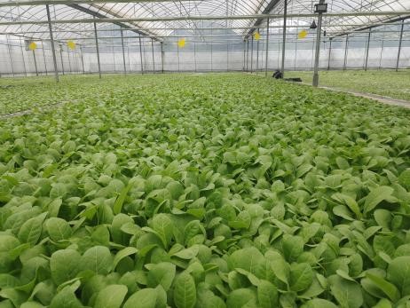 举趾兴农事—西南大学烟草植保团队前往武隆白马示范区调研