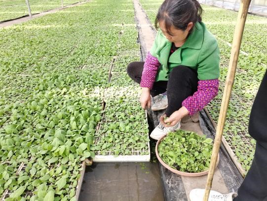 西南大学烟草植保团队调研彭水烟苗情况