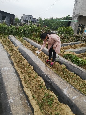 龚滩基地单元试验小区划分与苗棚考察