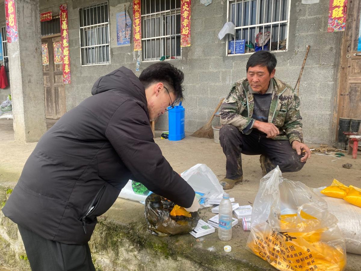 风雨无阻——彭水双星示范区移栽进行中