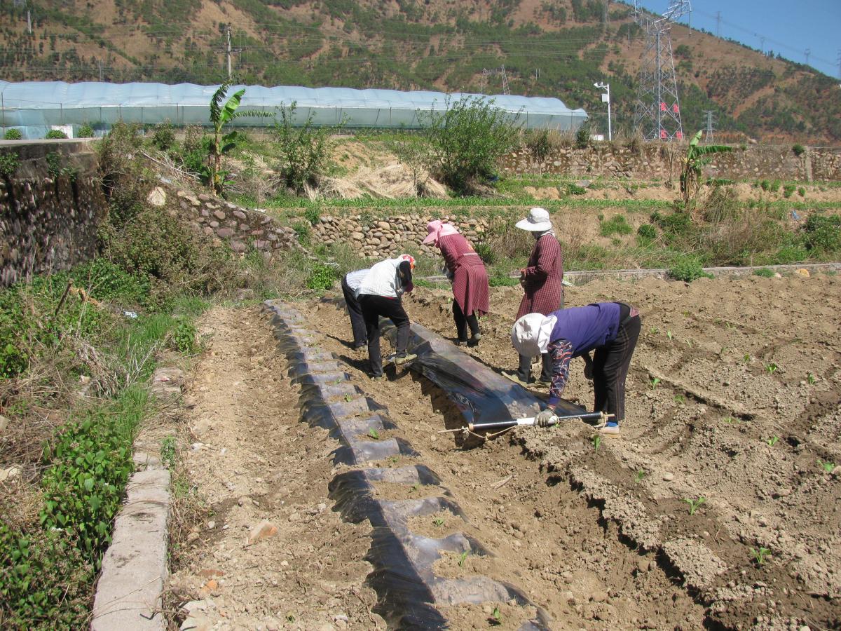 德昌麻栗示范区移栽覆膜.JPG