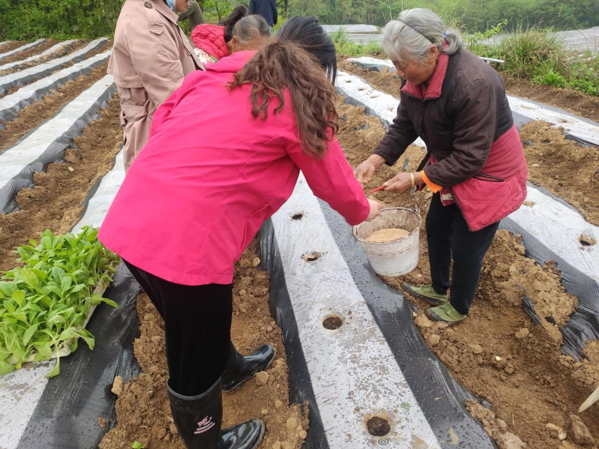图3 项目组成员指导烟农施用微生物菌剂.jpg