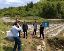 漫山烤烟栽，成为烟农增收的“致富烟”——贵州铜仁示范区移栽正当时