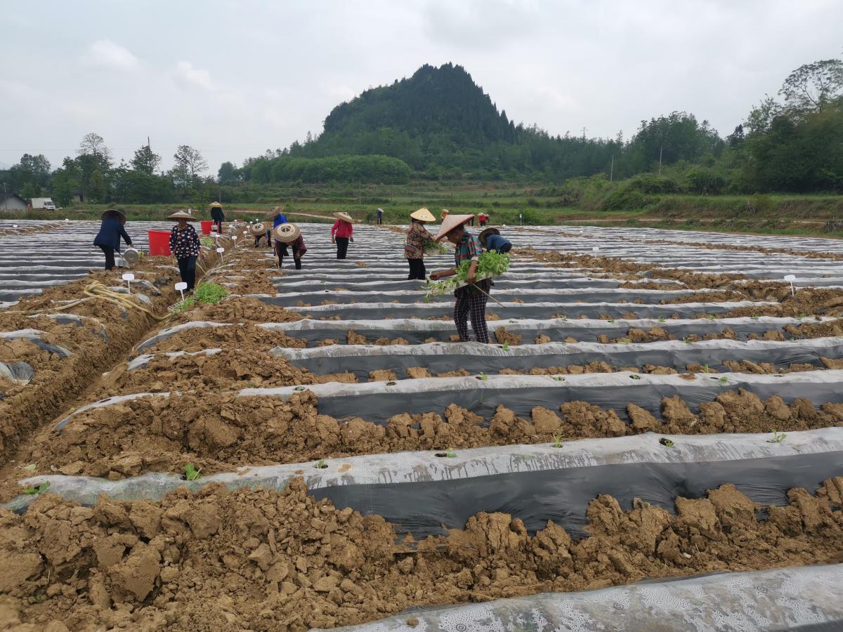 湘西州花垣基地小区试验地烟苗移栽工作顺利完成