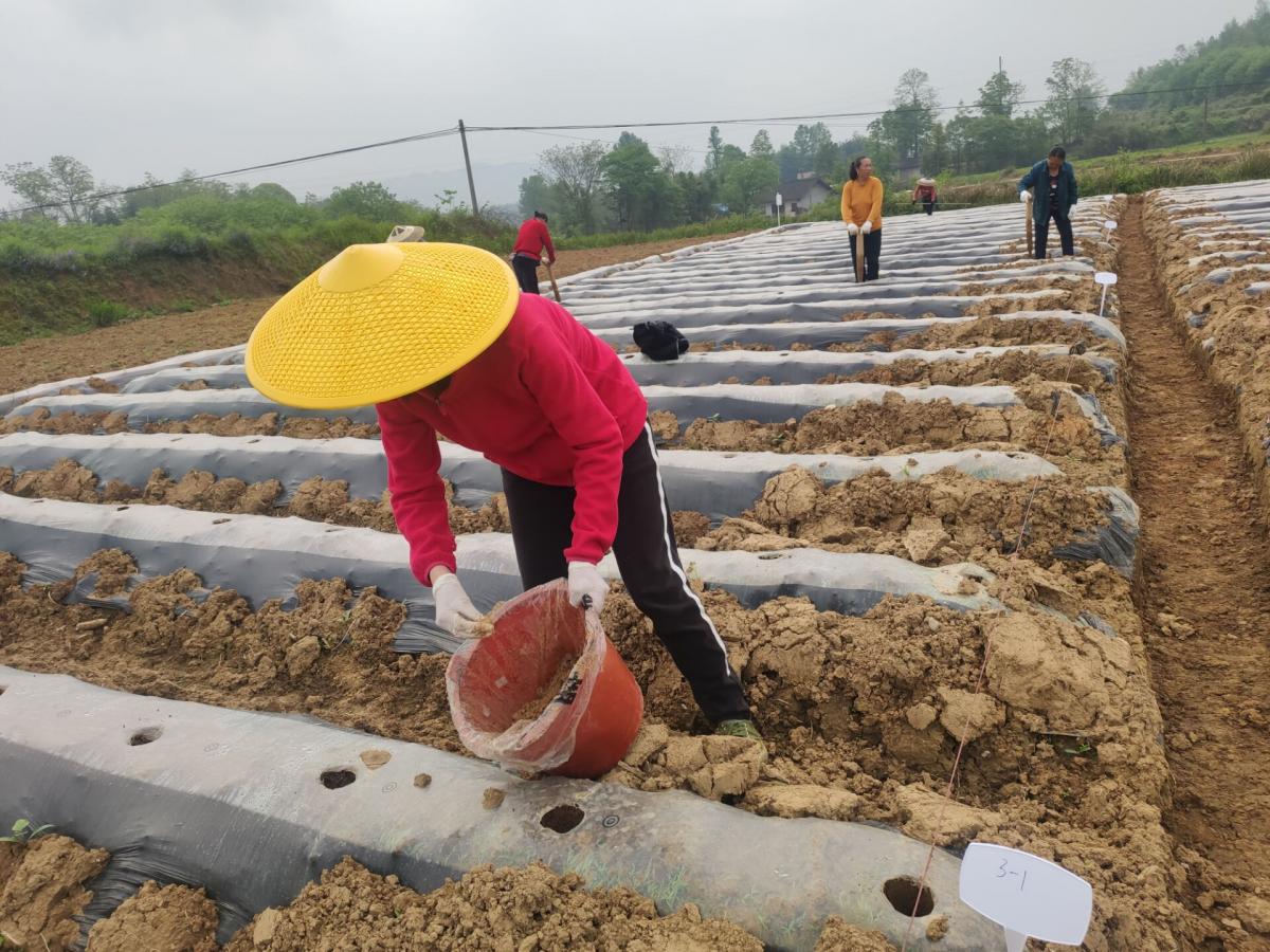 图2 扈雪琴施用生防菌.jpg