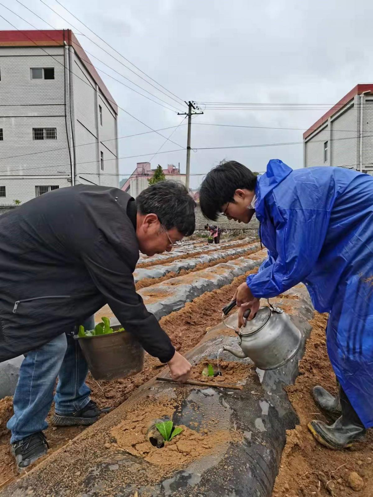 抢抓烤烟移栽黄金期，贵州大地展新颜 ——西南大学烟草植保团队在行动