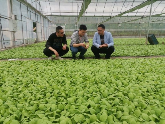 西南大学烟草植保团队赴酉阳苍岭考察