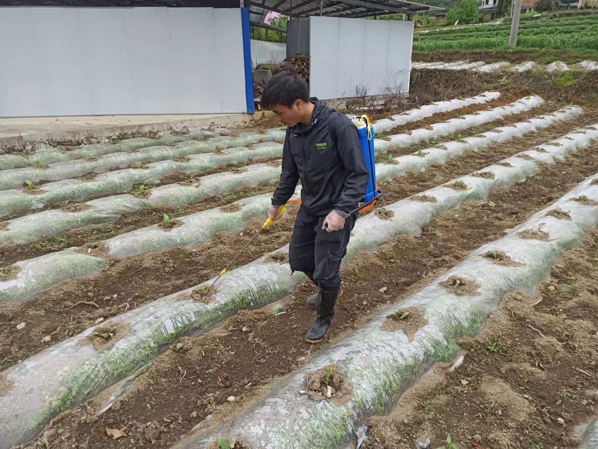 扎根大地，有所作为——西南大学植保团队在遵义桐梓顺利开展小区试验工作