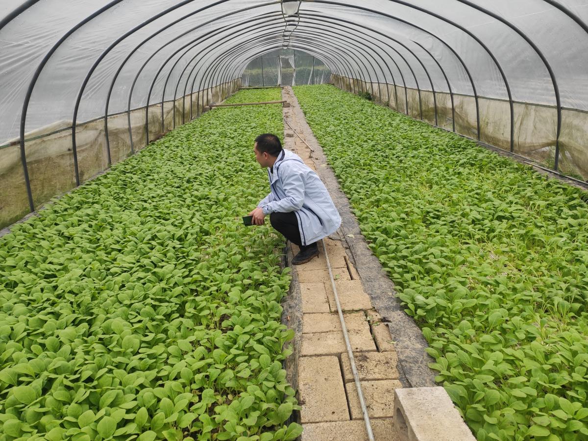 龚滩烟叶站站长何波前往龚滩各烟草种植片区考察