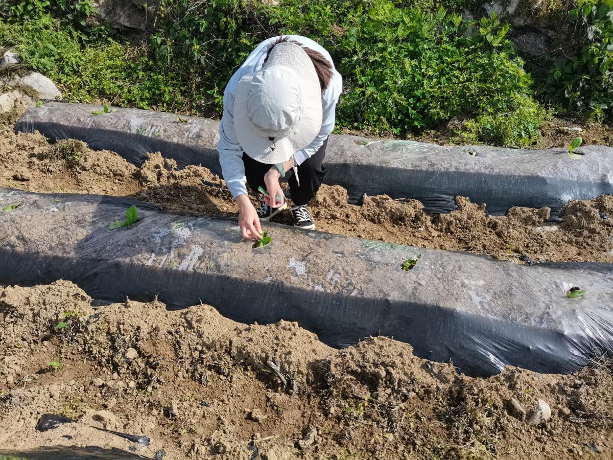 彭水基地驻点成员赴双星示范区调研烟苗长势