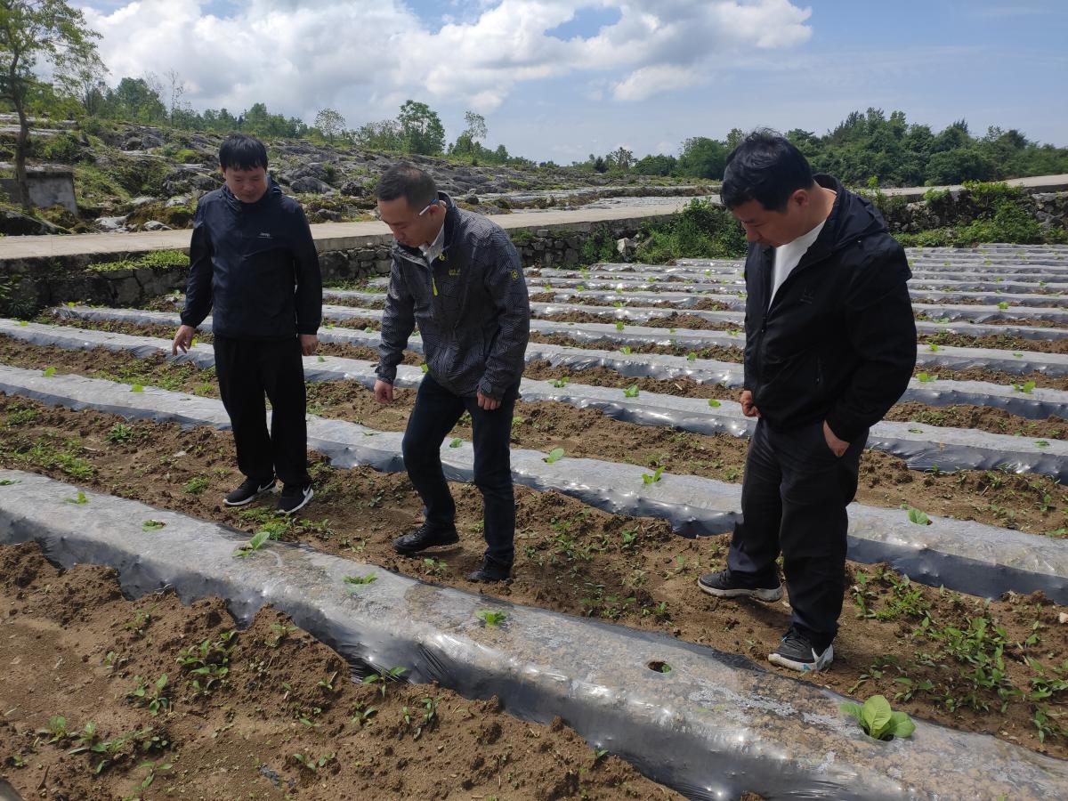 酉阳烟草公司前往龚滩、两罾烟草种植基地单元视察工作