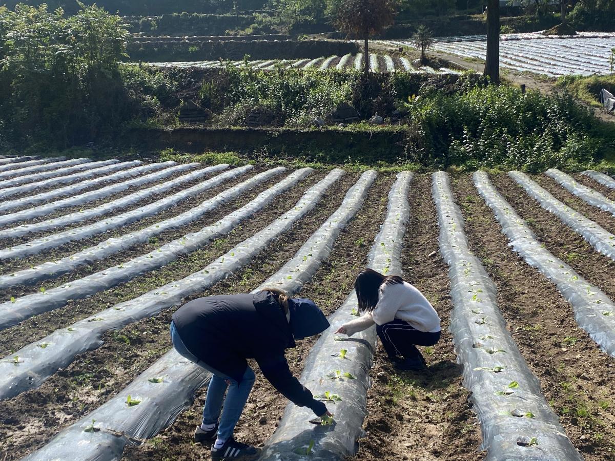 彭水润溪白果坪基地单元烟苗情况考察