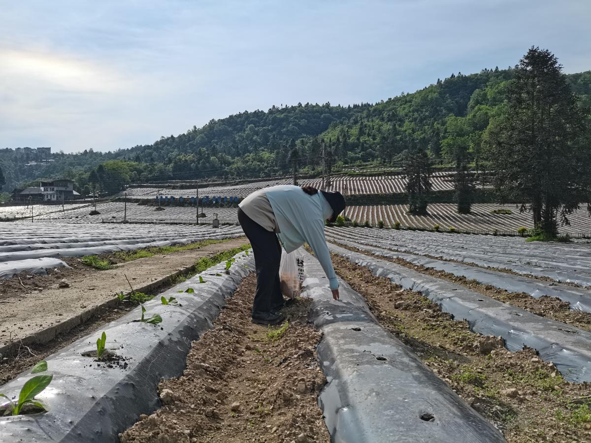 彭水县白果坪基地示范区开始移栽工作