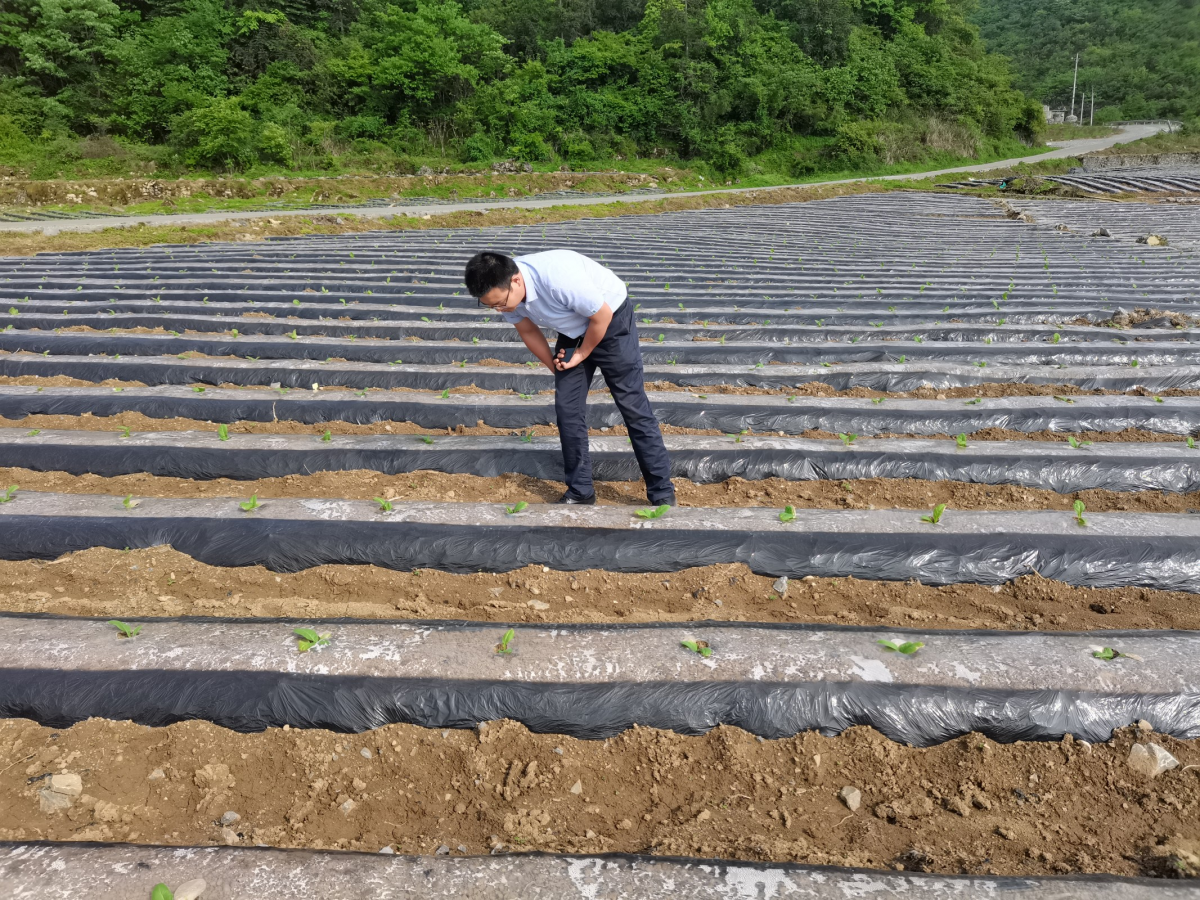 西南大学烟草植保团队前往彭水基地单元视察