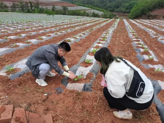 西南大学烟草植保团队前往内东基地单元调研
