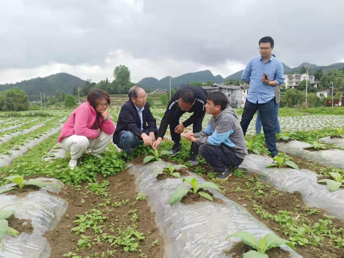 根茎病害绿色防治有保障，西南大学丁伟教授出妙招