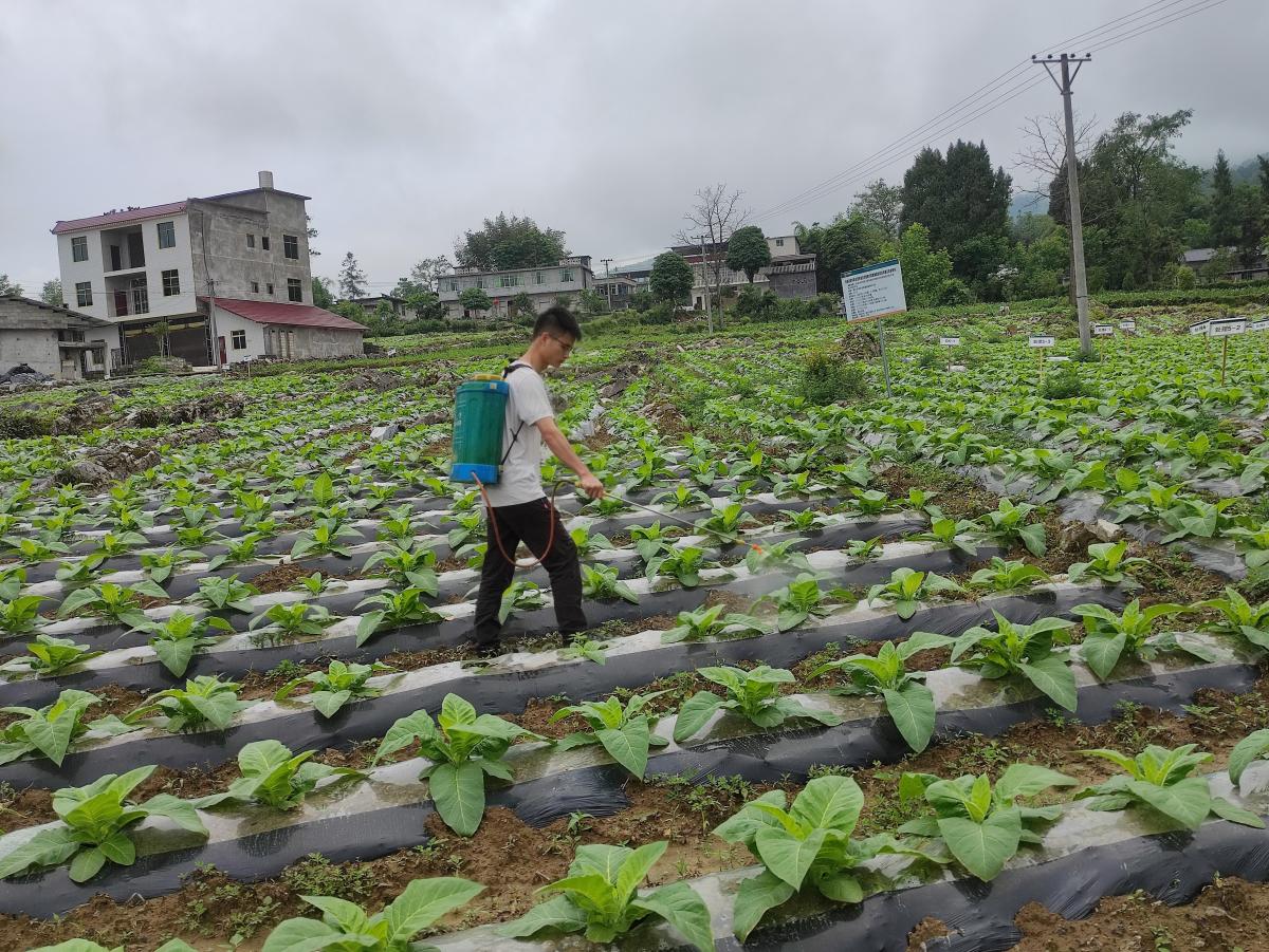 龚滩示范区开展小区试验和烟株生长情况考察