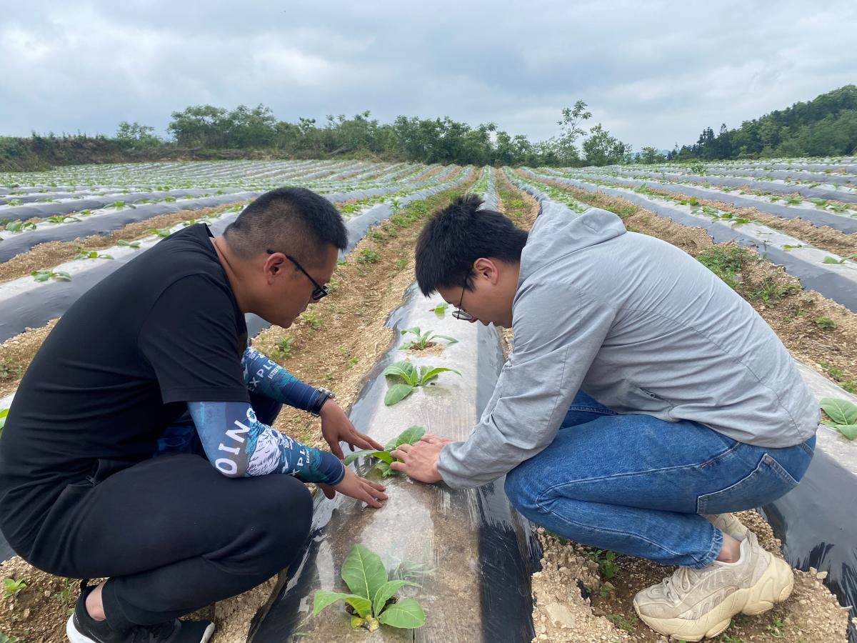 西南大学项目组成员赴苍岭烟草种植基地推进示范区工作