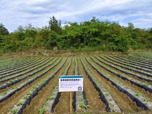 西南大学植保团队完善示范区病害监测点标牌安置工作
