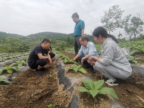 西南大学烟草植保团队丁伟教授带队考察彭水烟草生长情况