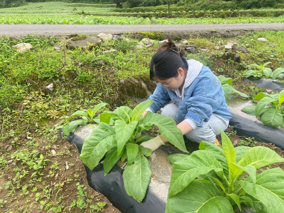 决胜烟株生长关键时期—小培土