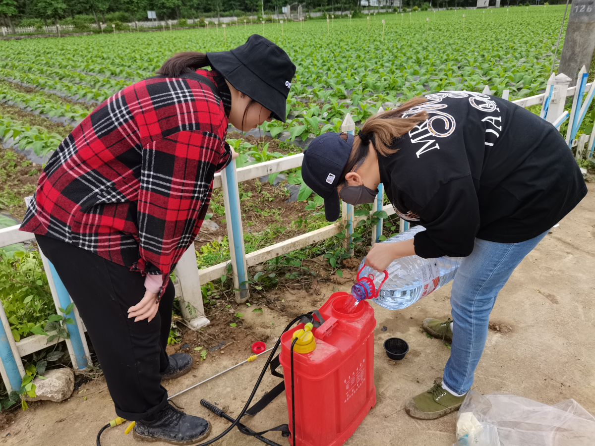 润溪基地单元进行小区试验处理工作