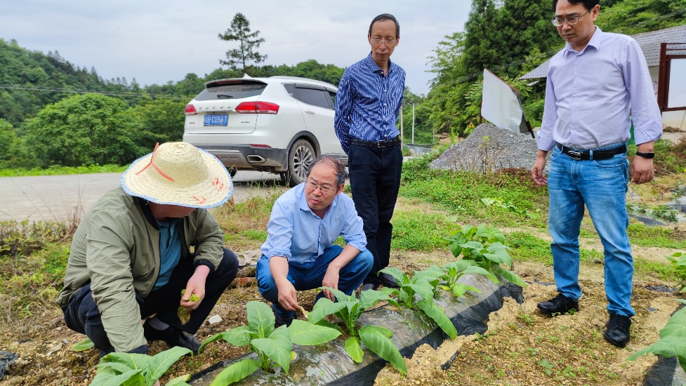 西南大学丁伟教授前往石柱基地单元进行田间调研