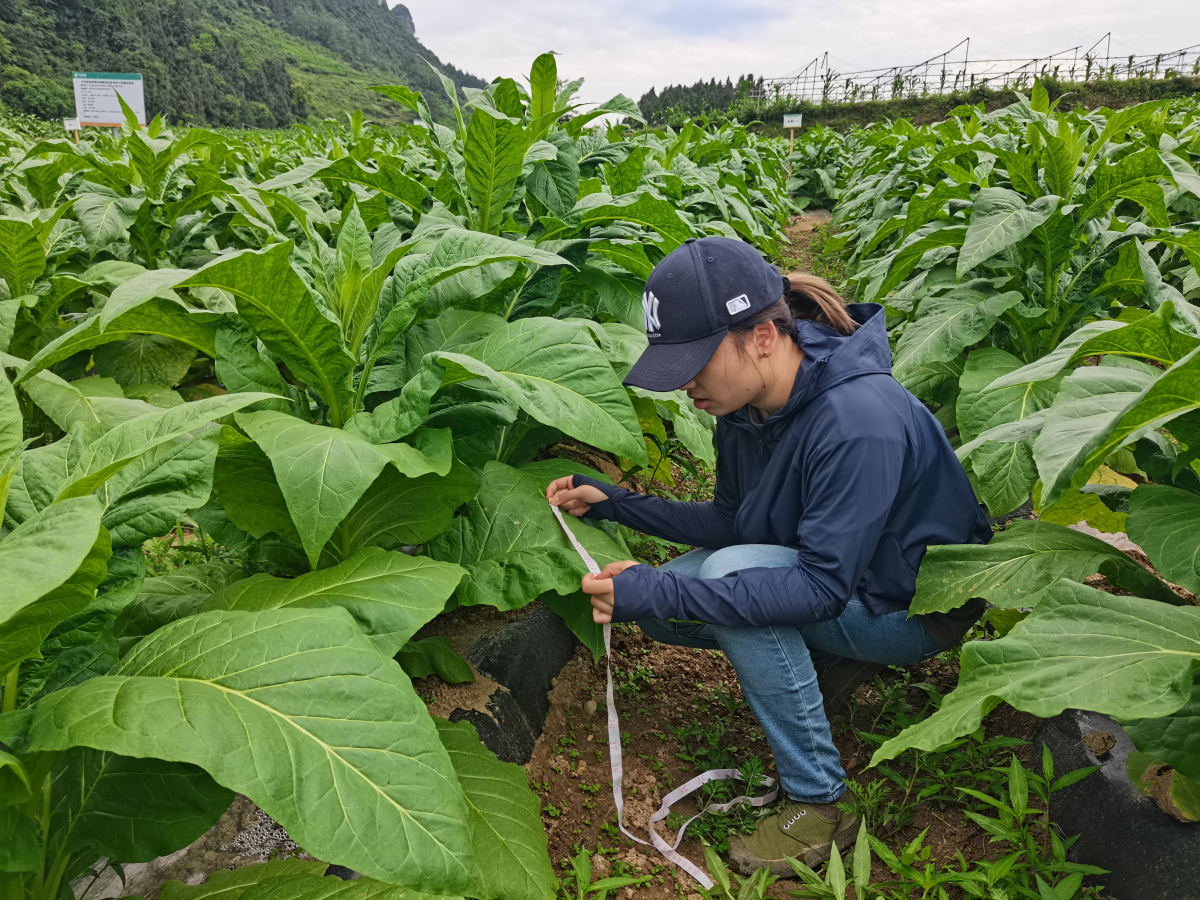 不惧骄阳——彭水基地驻点人员前往刘家坪进行土样采集