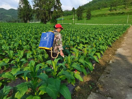 以菌治菌——绿色防治烟草青枯病在行动