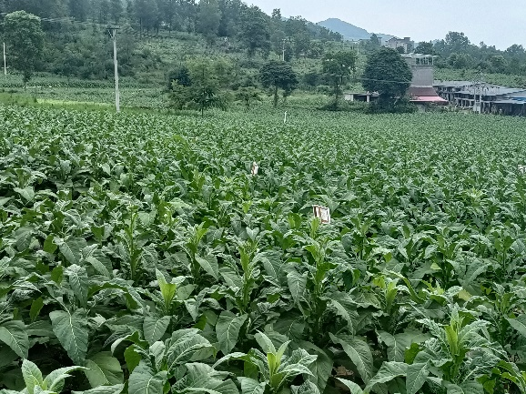 龚滩示范区开展小区试验
