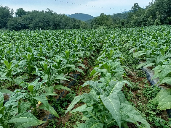 龚滩示范区开展农艺性状及病害调查