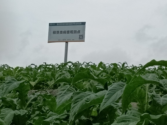 龚滩基地单元开展农艺性状调查与采样工作