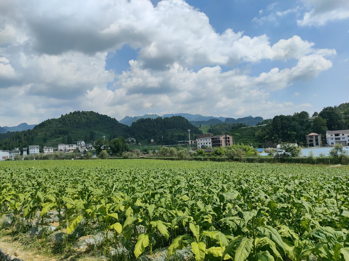 7.5 九坝示范区.jpg