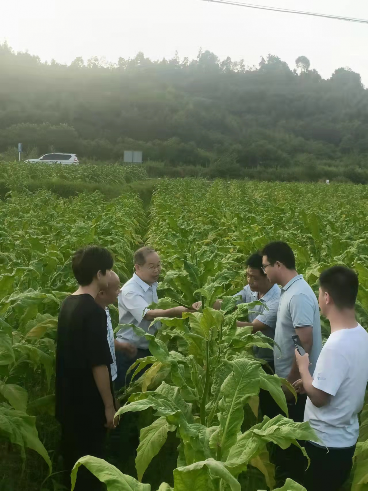 时刻关注病害发展动态——西南大学烟草植保团队赴天柱示范区开展调研工作