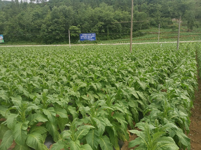 西南大学烟草植保团队赴湖南省湘西基地开展调研工作