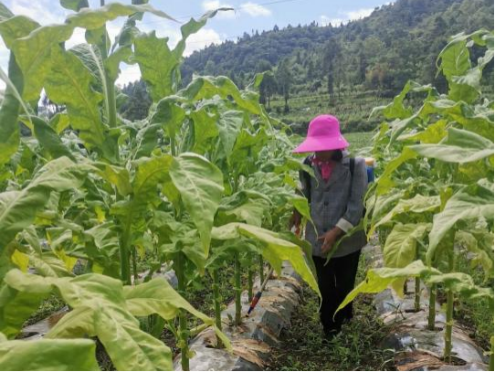 彭水基地单元进行第二次微生物菌液灌根