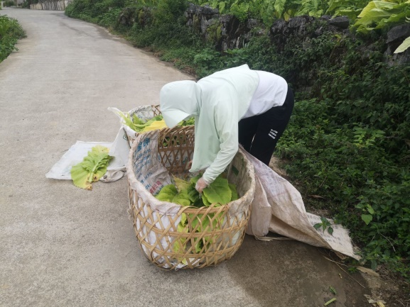 我们在行动--烟叶采收