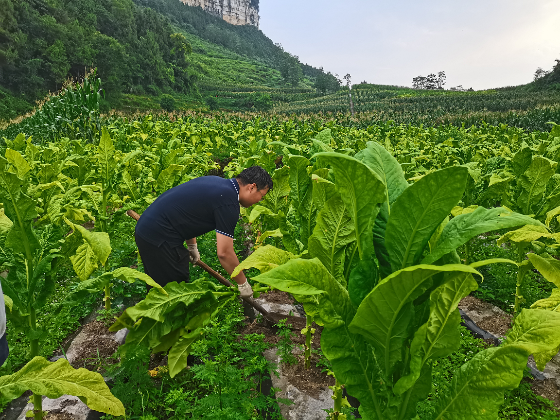 齐心协力—彭水基地土壤样品采集