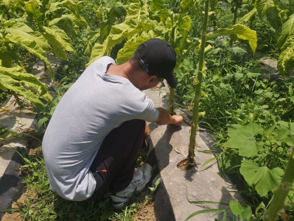 小水长流—龚滩基地田间病害调查