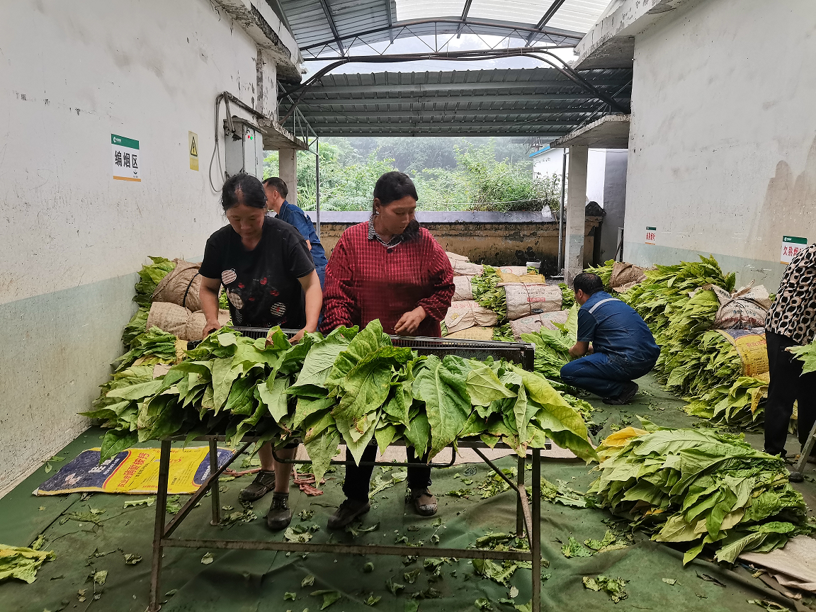 彭水基地驻点成员参观烘烤工厂