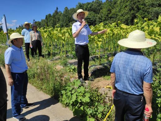苍岭基地土壤保育及烟叶健康栽培现场观摩会