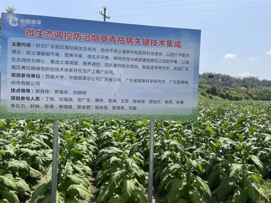 西南大学烟草植保团队赴广东基地开展微生态调控防治烟草青枯病工作