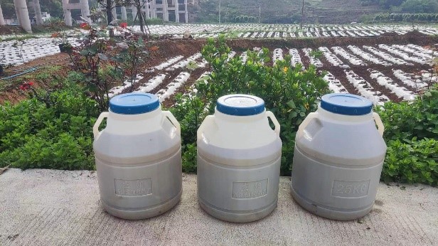 瞄准烟叶生产“卡脖子”问题——项目组在湄潭抄乐示范开展生物菌剂施用工作